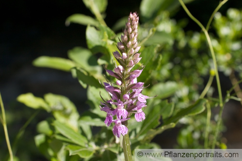 Dactylorhiza fuchsii Fuchs Knabenkraut Common Spotted Orchid. 5.jpg