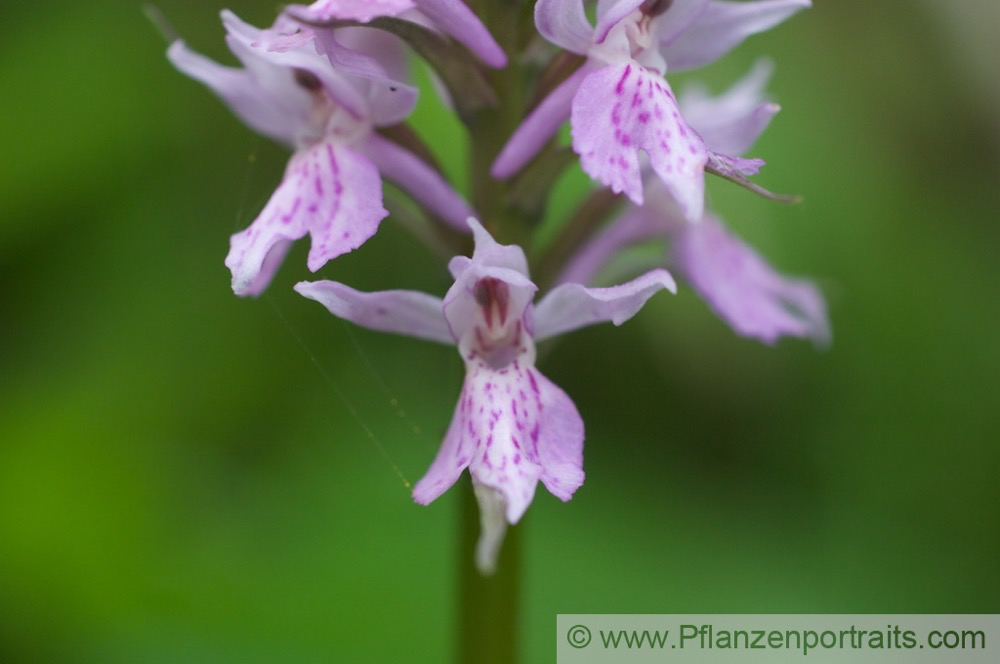 Dactylorhiza fuchsii Fuchs Knabenkraut Common Spotted Orchid.jpg