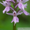 Dactylorhiza fuchsii Fuchs Knabenkraut Common Spotted Orchid.jpg