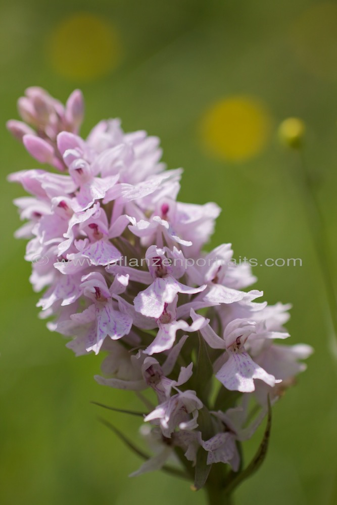 Dactylorhiza maculata Geflecktes Knabenkraut Heath Spotted Orchid 2.jpg