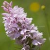 Dactylorhiza maculata Geflecktes Knabenkraut Heath Spotted Orchid 2.jpg