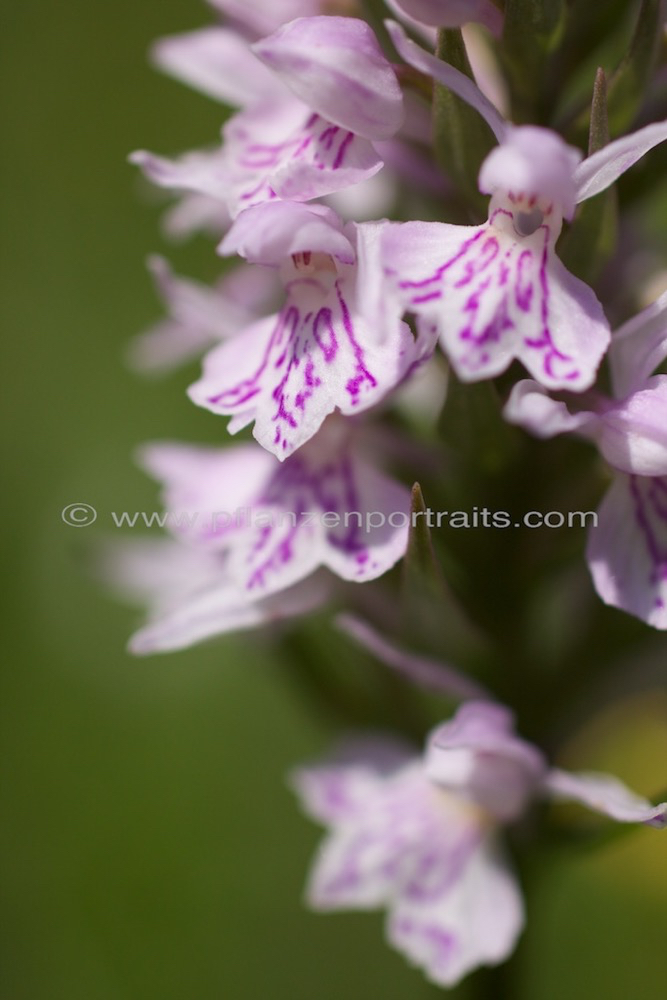 Dactylorhiza maculata Geflecktes Knabenkraut Heath Spotted Orchid 3.jpg