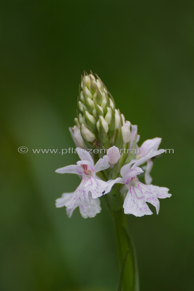 Dactylorhiza maculata Geflecktes Knabenkraut Heath Spotted Orchid 4.jpg