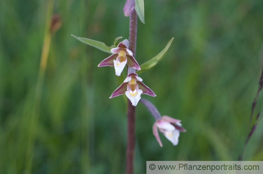 Epipactis palustris Sumpf Sitter Marsh Helleborine 3.jpg