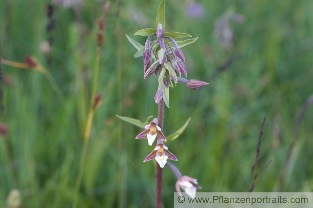 Epipactis palustris Sumpf Sitter Marsh Helleborine.jpg