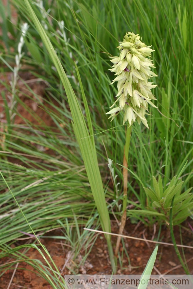 Eulophia foliosa 4.jpg