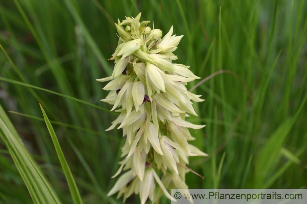 Eulophia foliosa.jpg