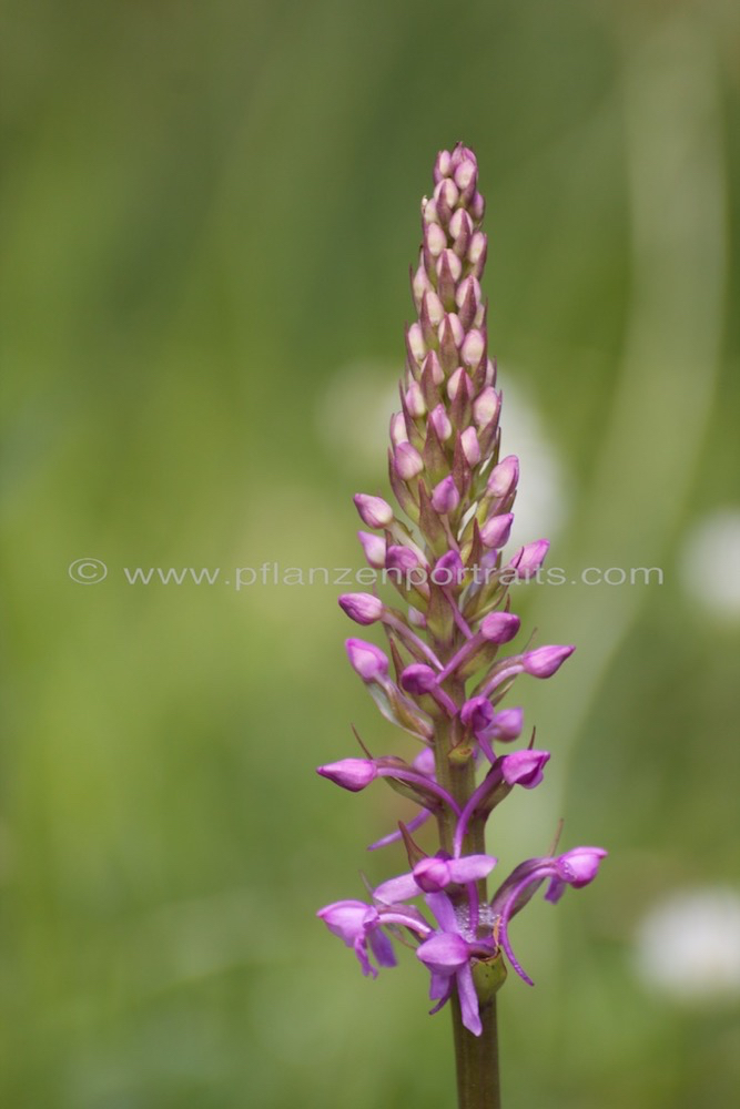 Gymnadenia conopsea Muecken Haendelwurz Langsporn Haendelwurz Fragrant orchid 3.jpg