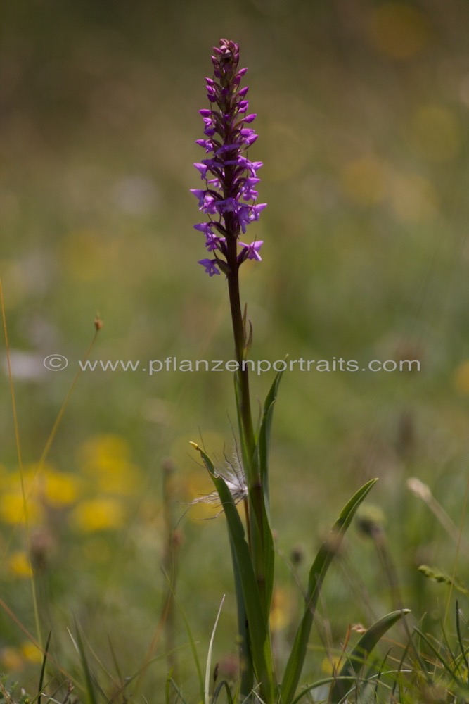 Gymnadenia conopsea Muecken Haendelwurz Langsporn Haendelwurz Fragrant orchid 4.jpg