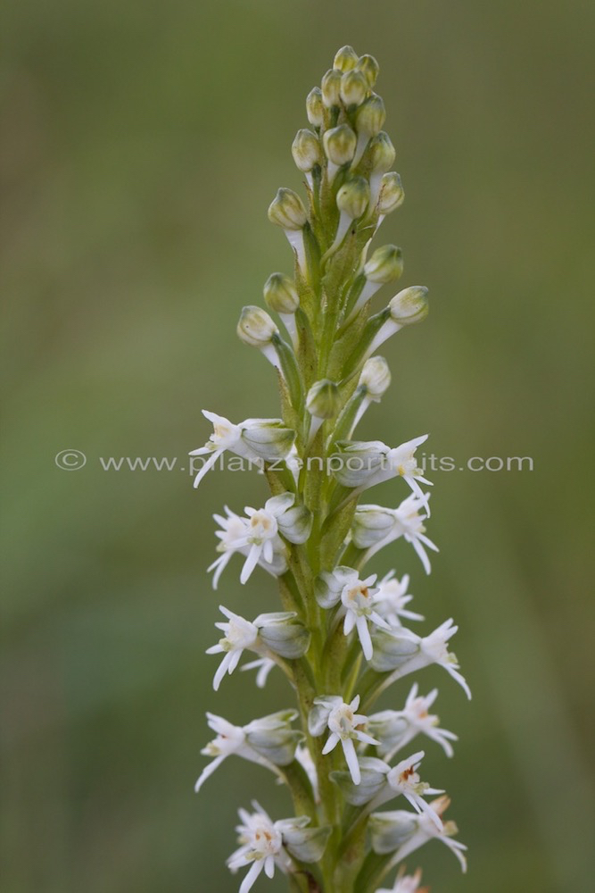 Habenaria dives Death Orchid 2.jpg