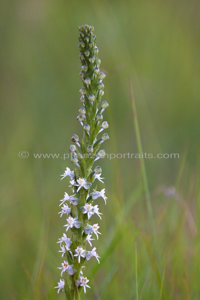 Habenaria dives Death Orchid.jpg