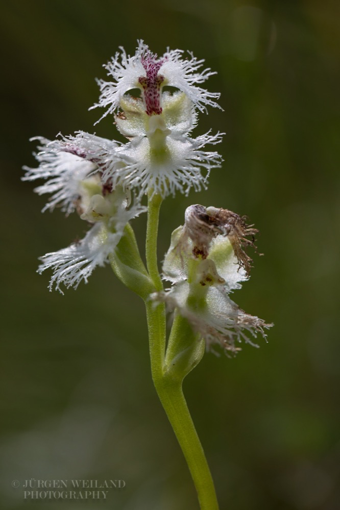 Huttonaea grandiflora.jpg