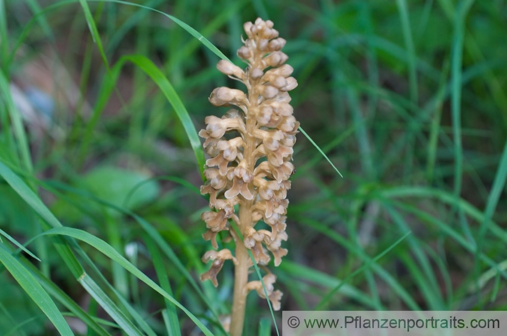 Neottia nidus avis Vogel Nestwurz Birds nest Orchid 2.jpg