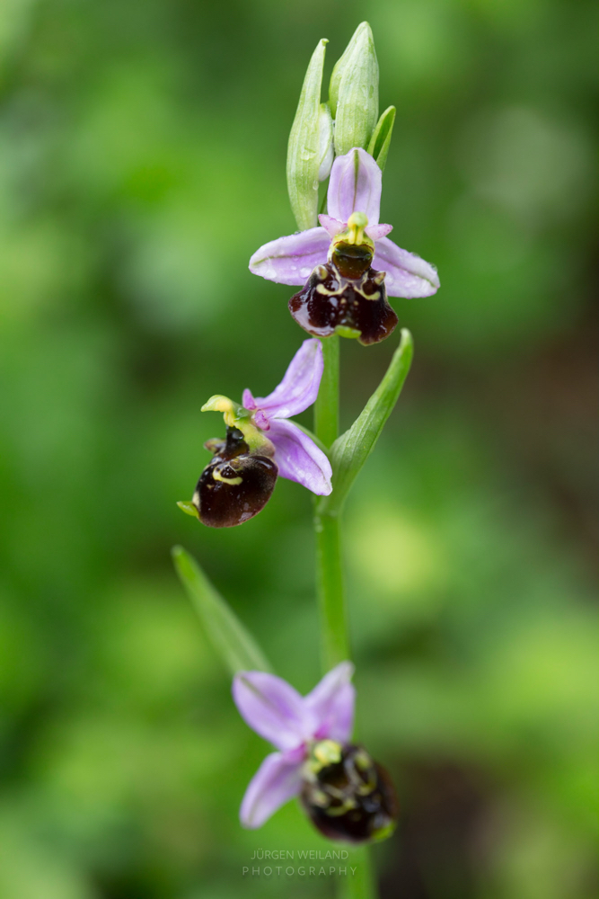 Ophrys holoserica Hummel-Ragwurz_.jpg