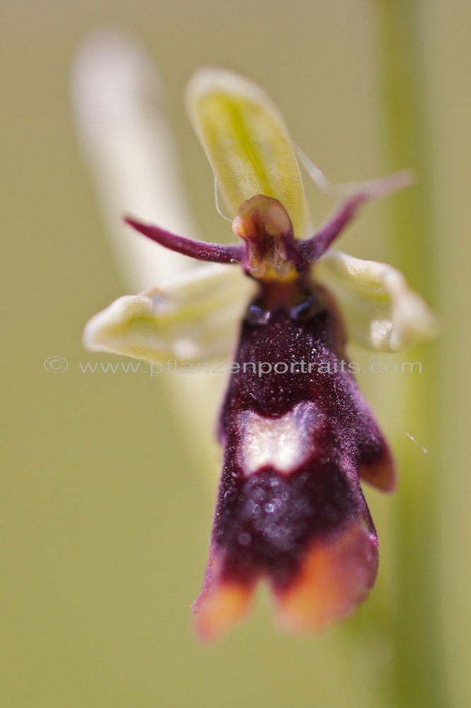 Ophrys insectifera Fliegen Ragwurz Fly Orchid 3.jpg