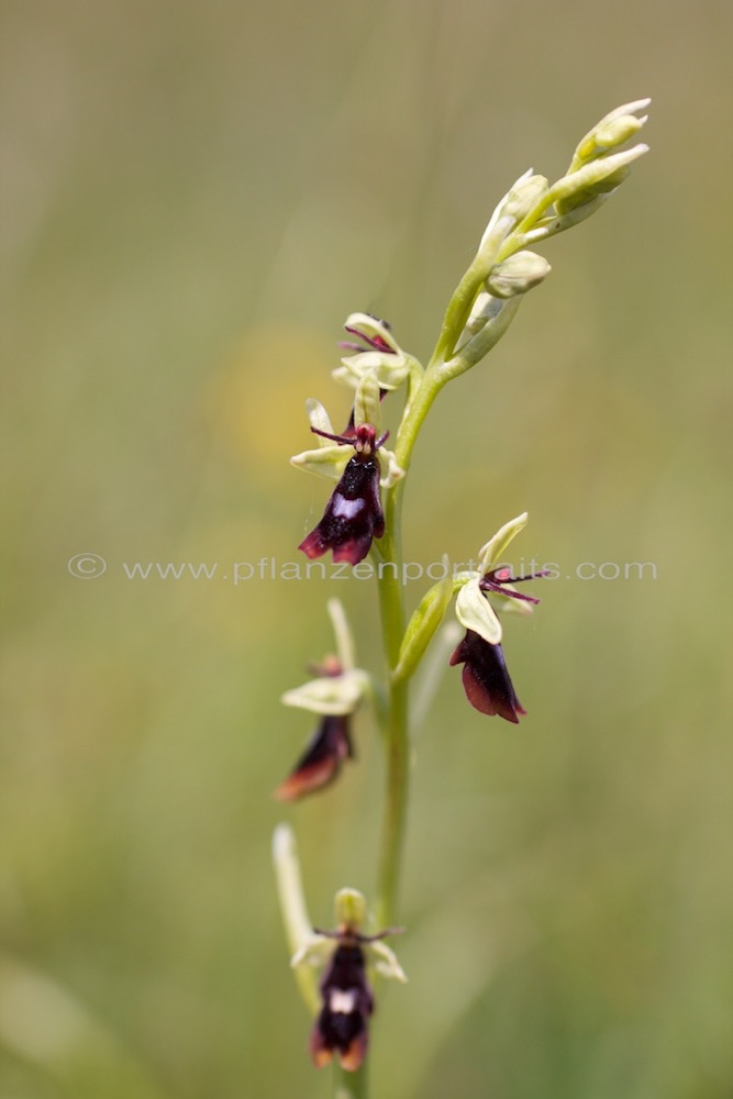 Ophrys insectifera Fliegen Ragwurz Fly Orchid 4.jpg