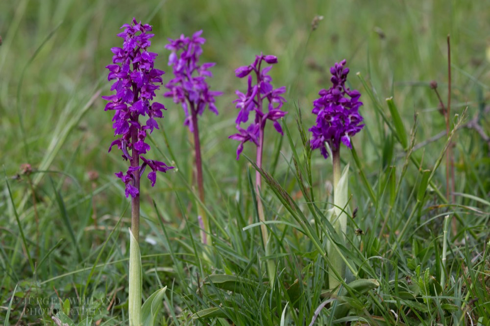 Orchis mascula Grosses Knabenkraut Early Purple Orchid.jpg