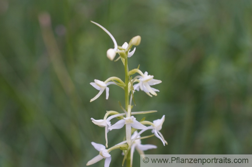 Platanthera chlorantha Waldhyazinthe Greater Butterfly Orchid 3.jpg