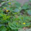 Chelidonium majus Schoellkraut Greater Celadine 3.jpg