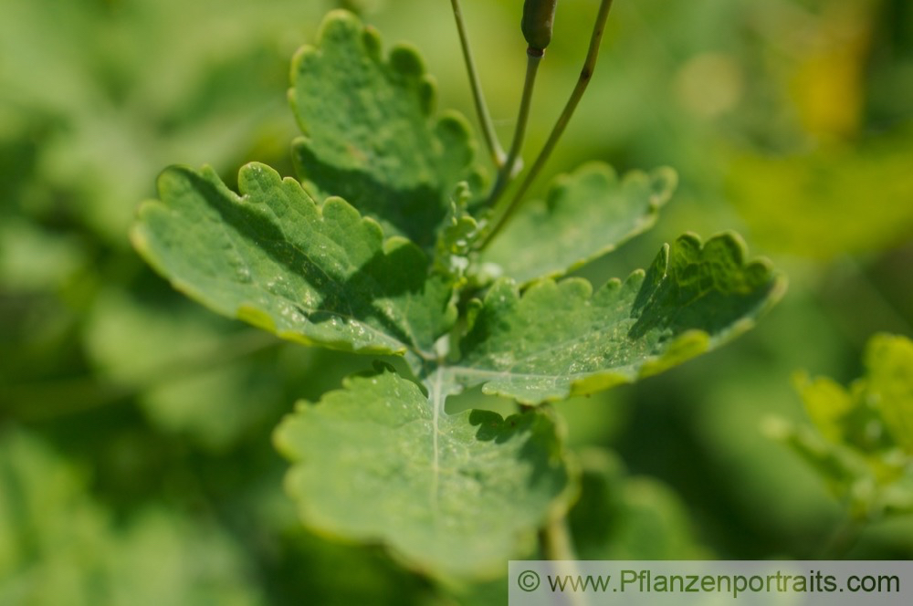 Chelidonium majus Schoellkraut Greater Celadine 4.jpg