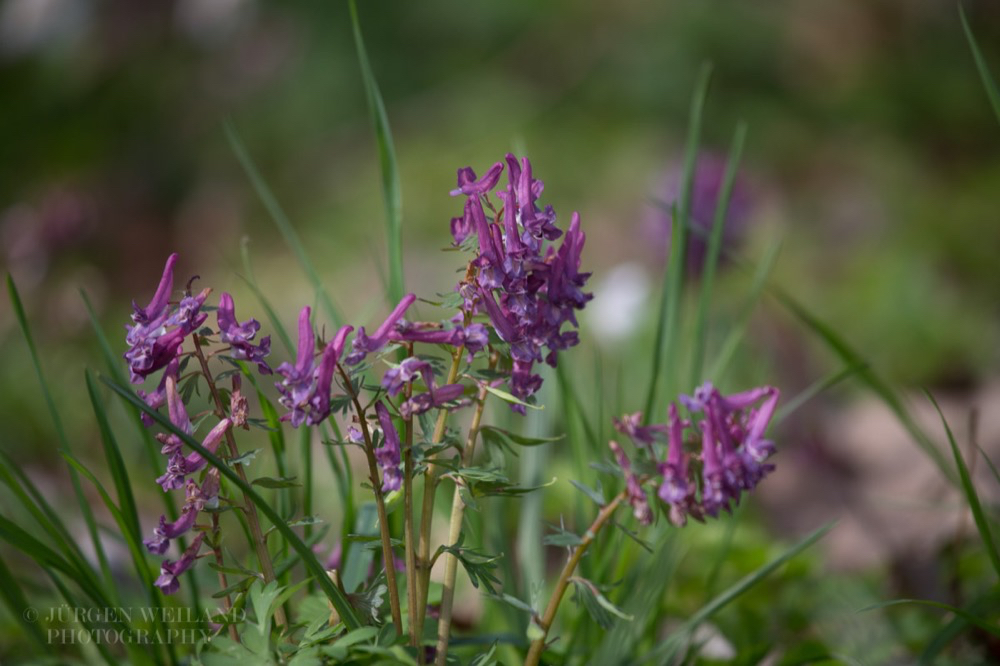 Corydalis cava Hohler Lerchensporn Bulbous Corydalis 2.jpg