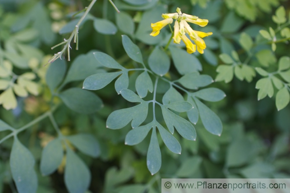 Corydalis lutea Gelber Lerchensporn Yellow Corydalis.jpg