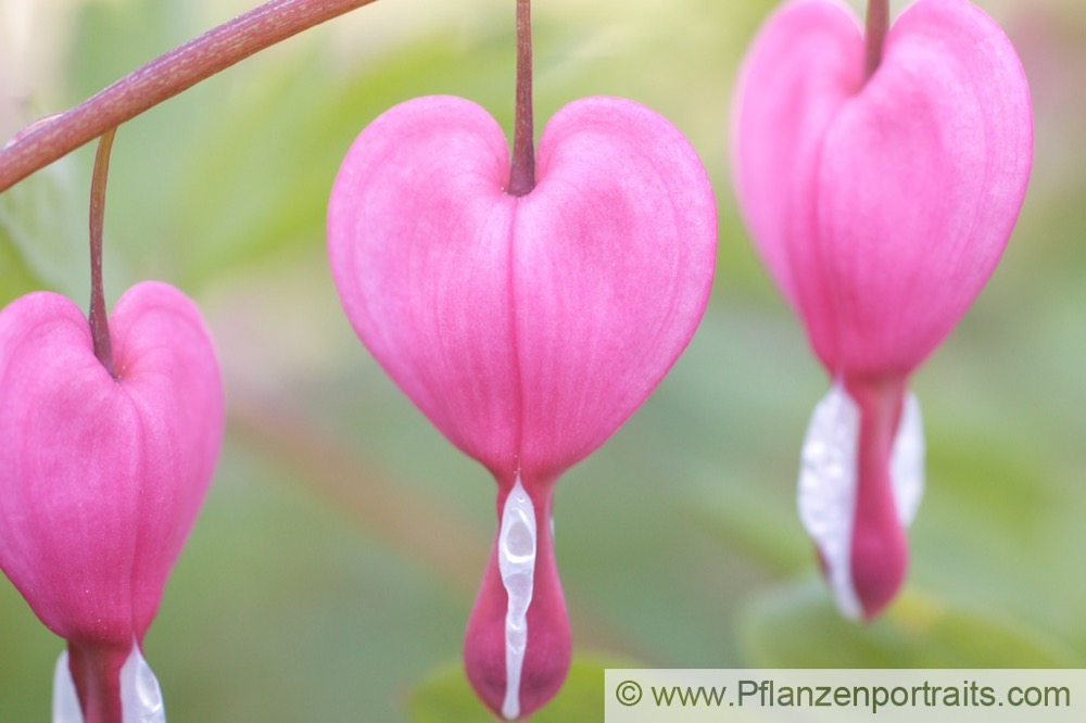 Dicentra spectabilis Traenendes Herz Bleeding Heart 3.jpg