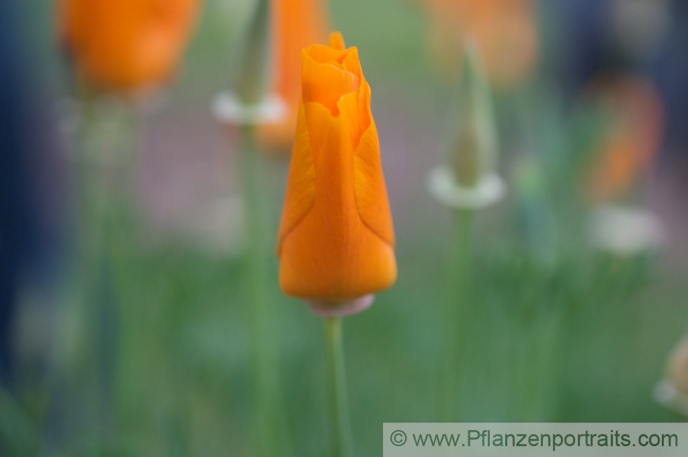 Eschscholzia californica Goldmohn California Poppy Tufted Poppy 2.jpg