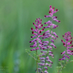 Fumaria officinalis Echter Erdrauch Common Fumitory.jpg