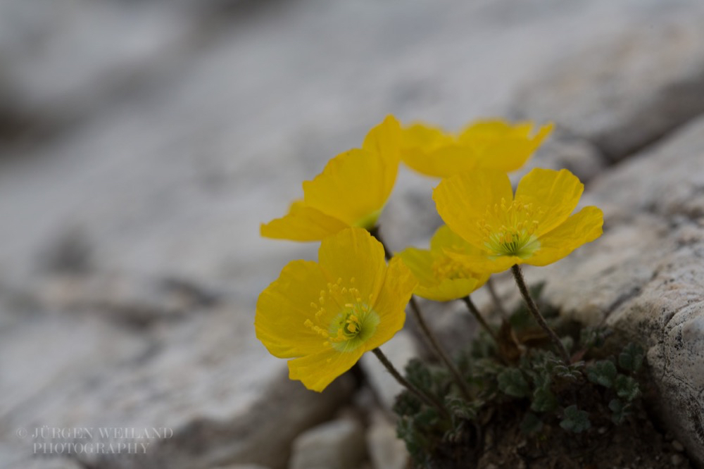 Papaver alpinum subsp. rhaeticum Rhätischer Alpenmohn.jpg