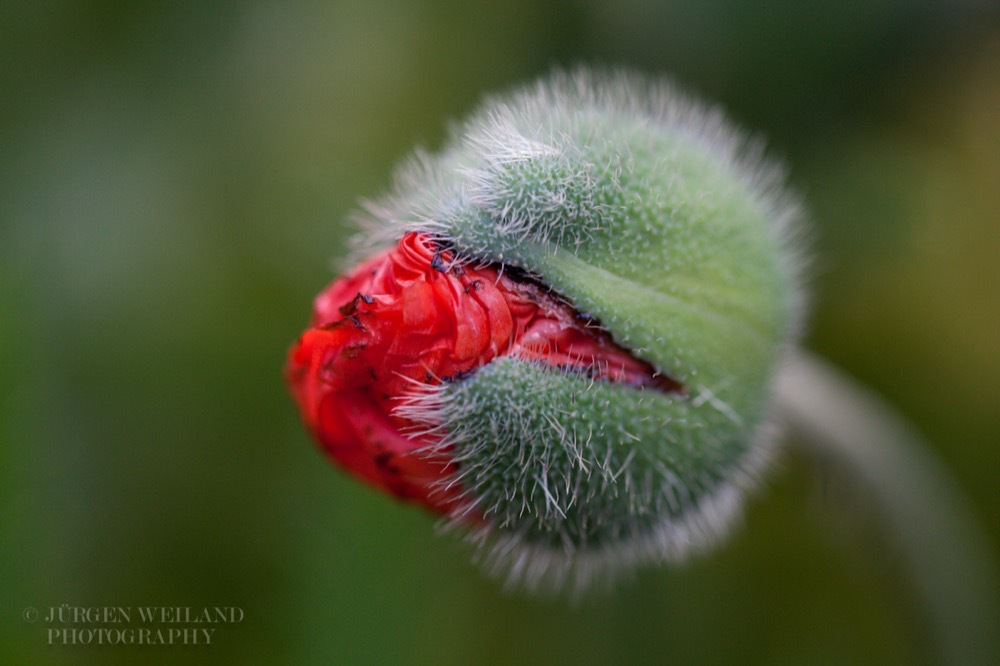 Papaver orientale Riesenmohn Oriental Poppy. 5.jpg