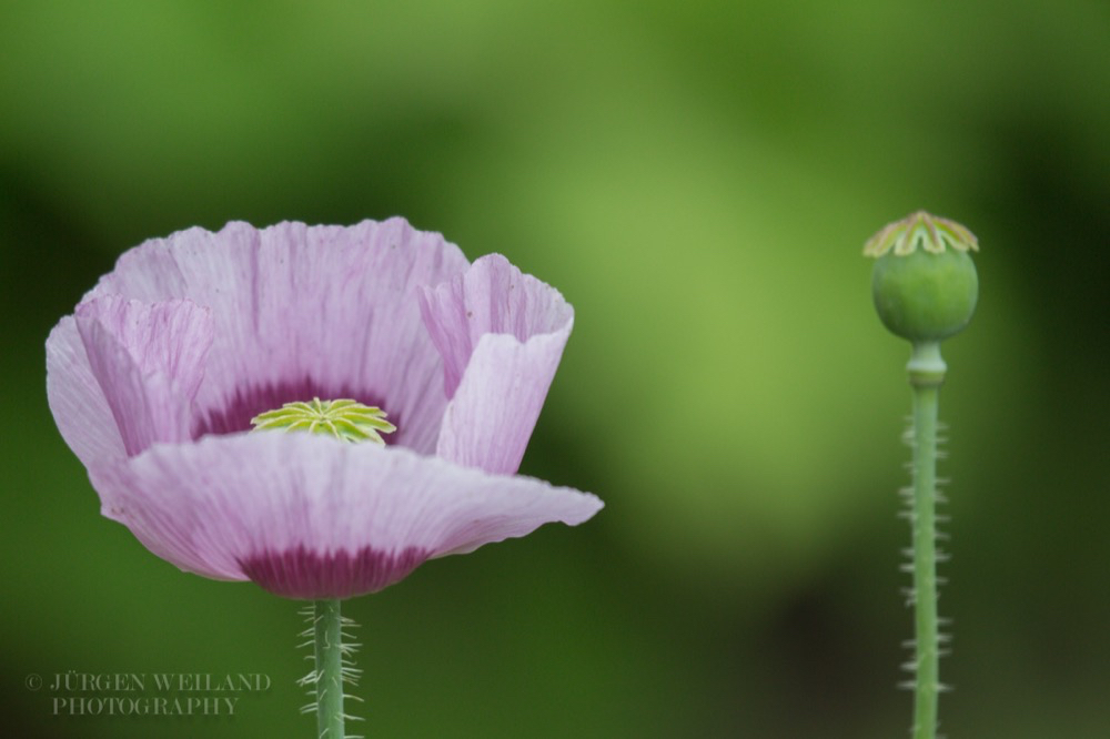 Papaver sominferum Schlafmohn Opium poppy 3.jpg