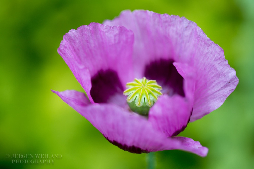 Papaver sominferum Schlafmohn Opium poppy.jpg