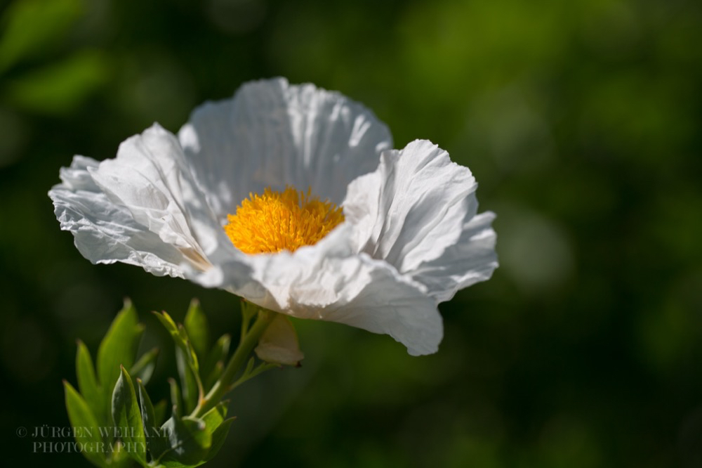 Romneya coulteri Kalifornischer Strauchmohn Californian tree poppy.jpg