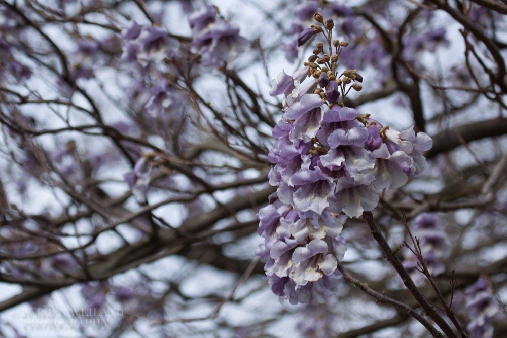 Paulownia fargesii Blauglockenbaum.jpg