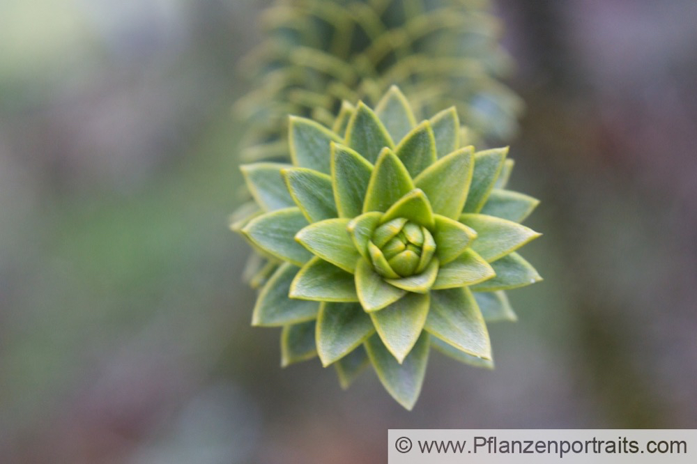 Araucaria araucana Andentanne_Araukarie Monkey Puzzle 2.jpg