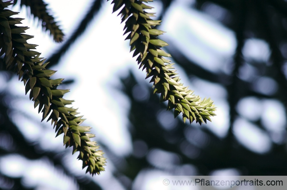 Araucaria araucana Andentanne_Araukarie Monkey Puzzle 4.jpg