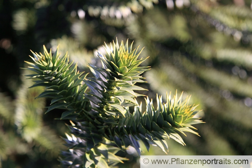 Araucaria araucana Andentanne_Araukarie Monkey Puzzle.jpg