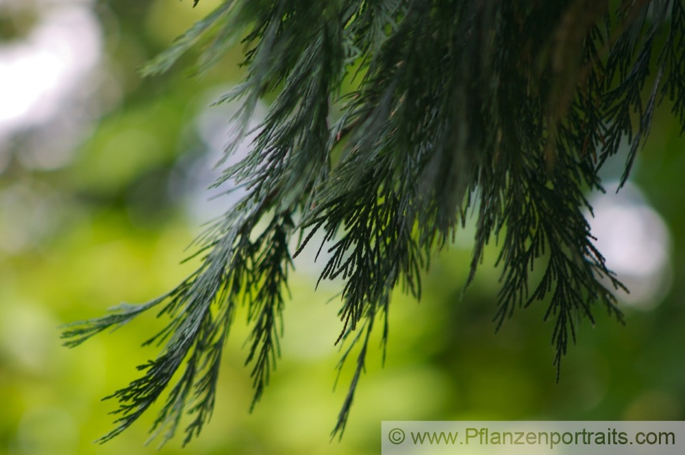 Calocedrus decurrens Ruchzeder Kalifornische Flusszeder Incense Cedar 2.jpg