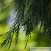 Calocedrus decurrens Ruchzeder Kalifornische Flusszeder Incense Cedar 2.jpg