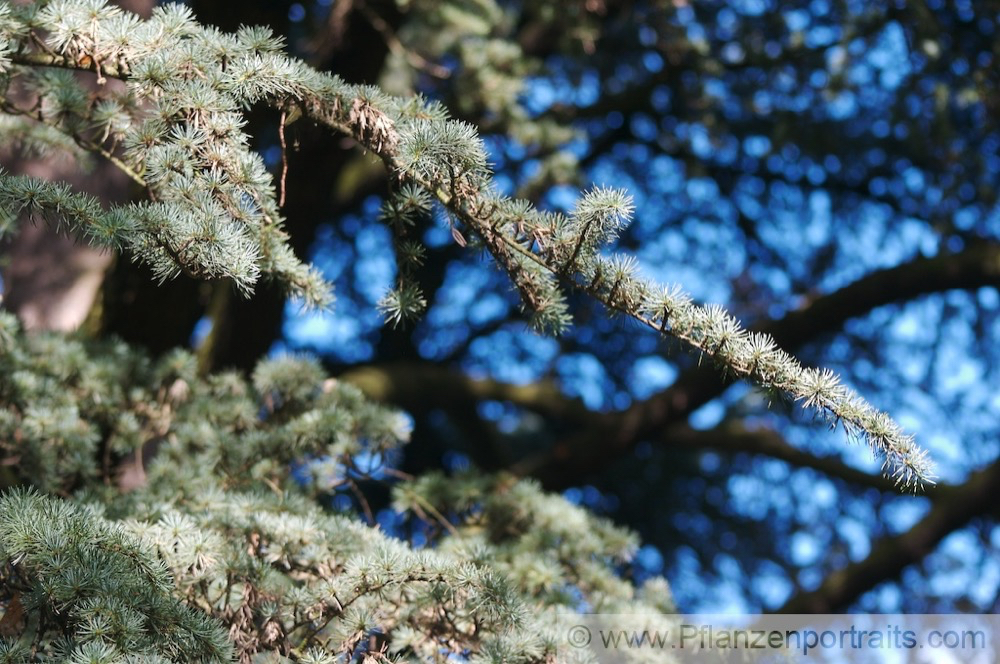 Cedrus libanii Libanon Zeder Lebanon Cedar 2.jpg