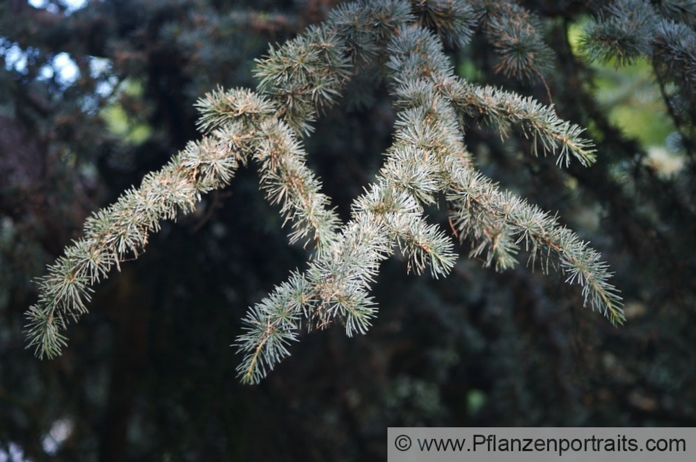 Cedrus libanii Libanon Zeder Lebanon Cedar 3.jpg