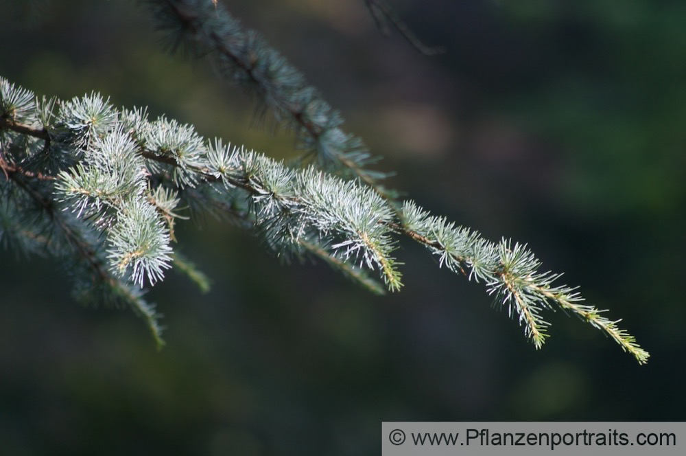 Cedrus libanii Libanon Zeder Lebanon Cedar 5.jpg