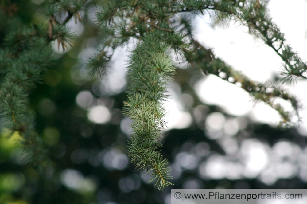 Cedrus libanii Libanon Zeder Lebanon Cedar.jpg