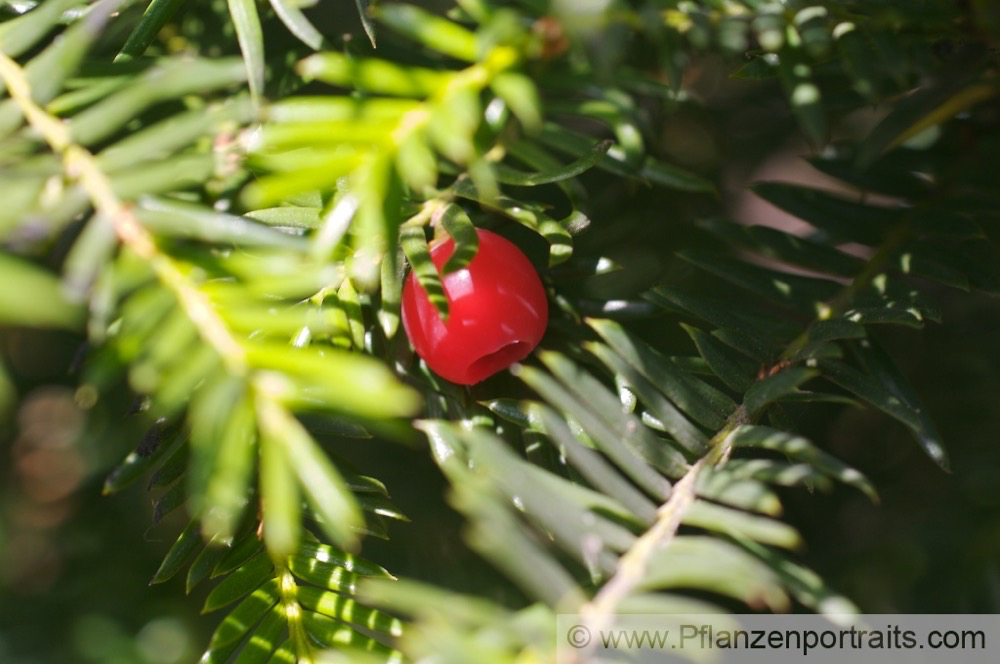 Taxus baccata Europaeische Eibe Common Yew.jpg