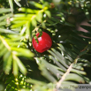 Taxus baccata Europaeische Eibe Common Yew.jpg