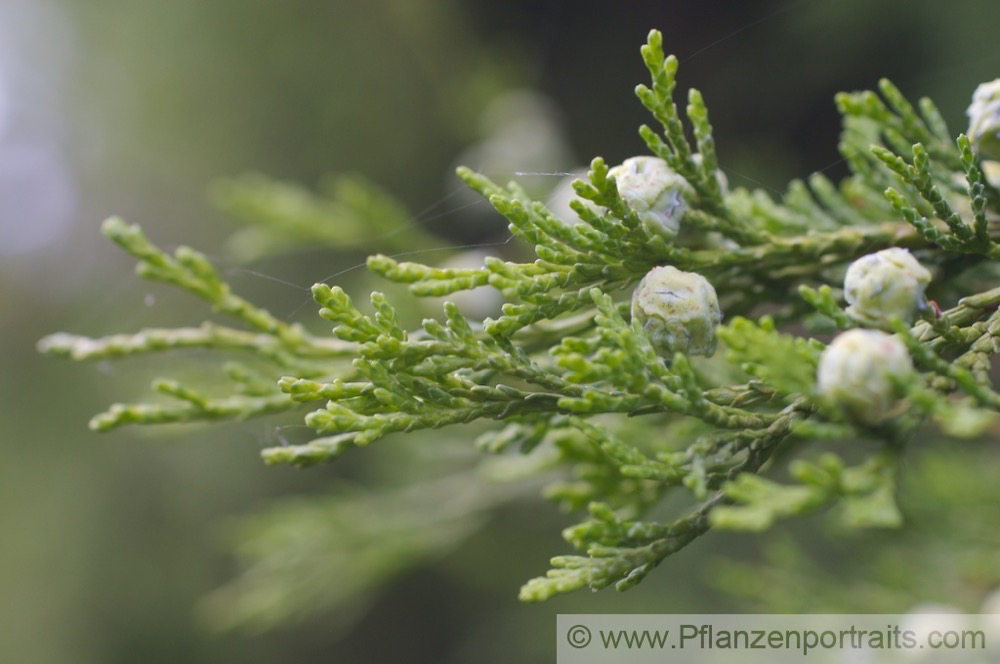 Thuja occidentalis Abendländicher Lebensbaum Arborvitae 2.jpg