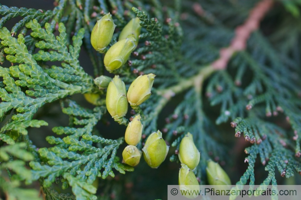 Thuja occidentalis Abendländicher Lebensbaum Arborvitae 3.jpg