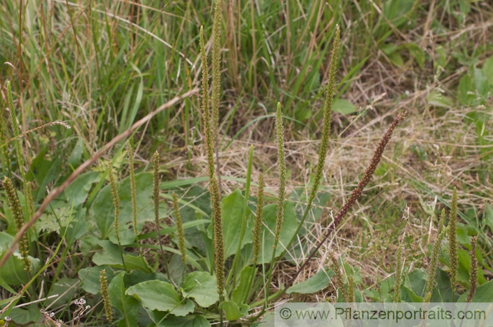 Plantago major Breit Wegerich Common Plantain 2.jpg