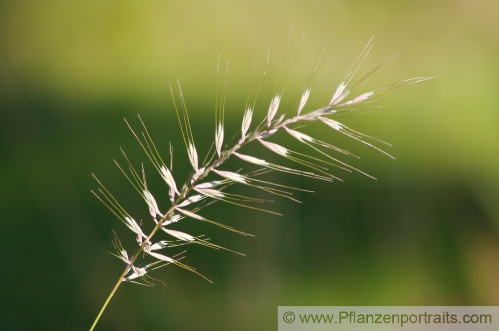 Histrix patula Flaschenbürstengras Bottle-Brush Grass 2.jpg